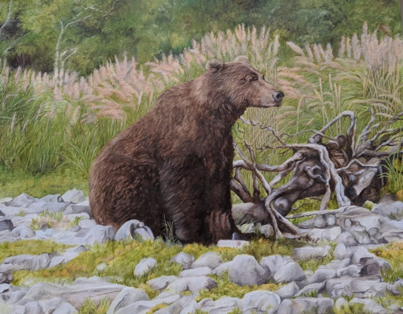 Kodiak Grizzly I, 2020 (Oil on Canvas, 61cm x 46cm)