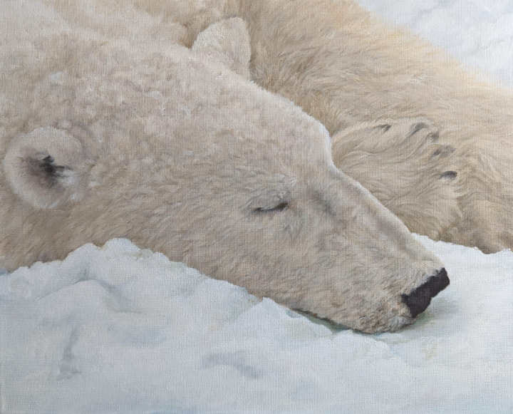 Arctic Slumber (Oil on Canvas, 30.5cm x 40.5cm)